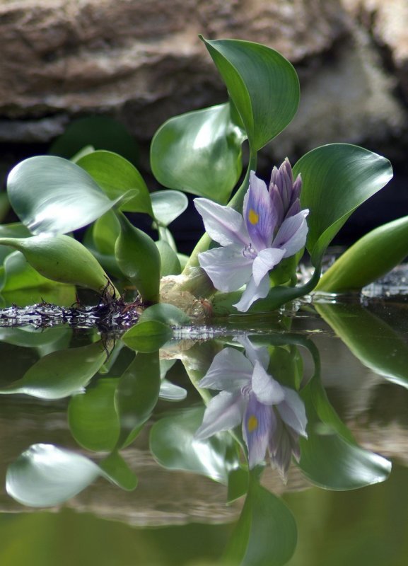 Water Hyacinth