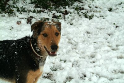 snow dog Lucky.jpg