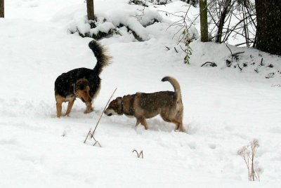 snow dogs.jpg