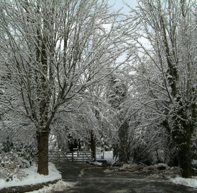 driveway snow.jpg