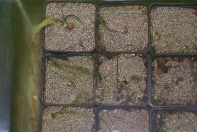 Victoria seeds sprouting in the aqarium