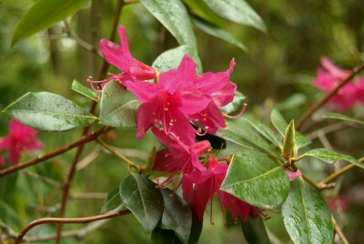 Red Rhododendron.jpg