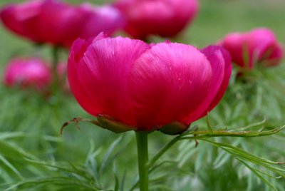 Feathered Paeonia .jpg