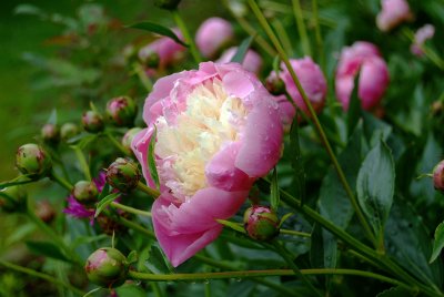 Paeonia 'Bowl of Beauty'