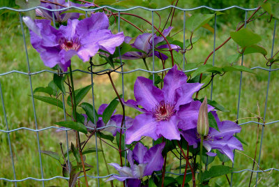 Clematis The President 1.jpg
