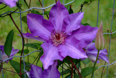 Clematis The President.jpg