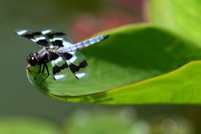 Dragonfly 20070708.jpg