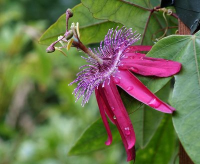 Passiflora Pura Vida.jpg
