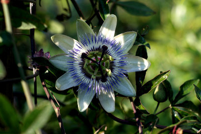 Passiflora Caerulia.jpg