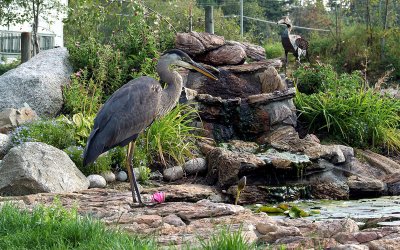 Heron Sept 2007-1.jpg