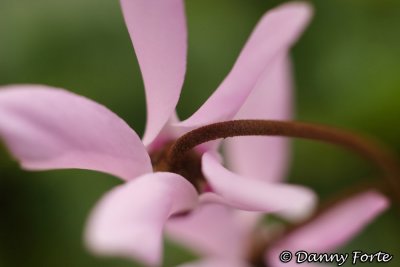 Cyclamen