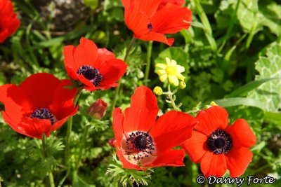 Anemones