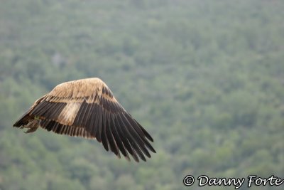 Griffon Vulture in Flight