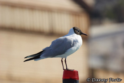 White-Eyed Gull