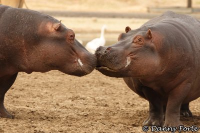 Hipos Kissing