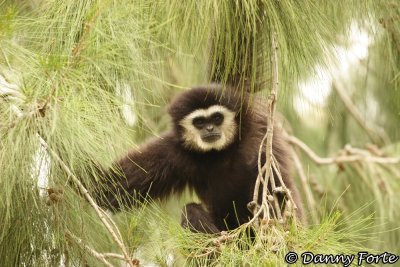 Makok Monkey