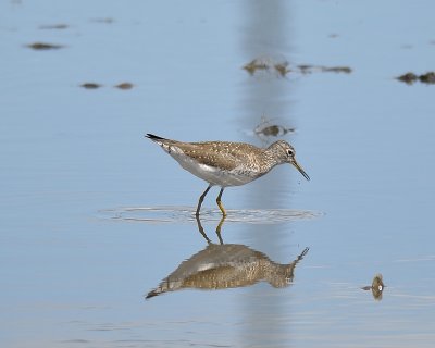 Solitary Sandpiper