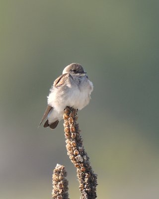 Northern Rough-winged Swallow