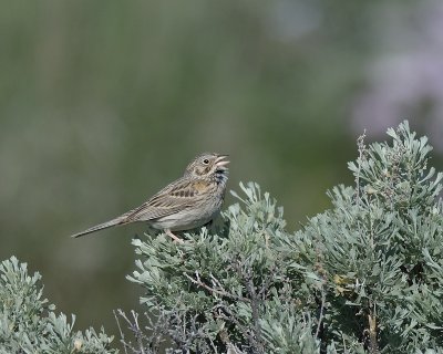 Vesper Sparrow 