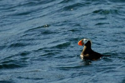 Tufted Puffin