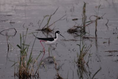 Black-necked Stilt