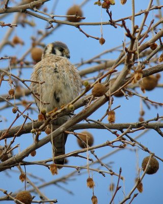 American Kestrel female