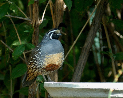 California Quail