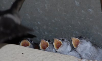  Violet-green Swallow babies
