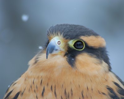 Aplomado Falcon immature gazing at snowflakes