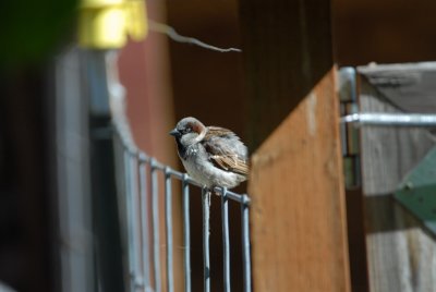 English Sparrow also known as Hawk Food