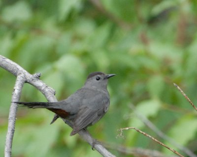 Gray Catbird.