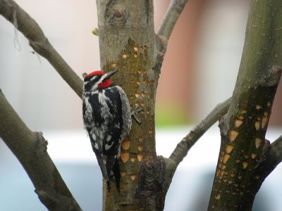 Red-naped Sapsucker