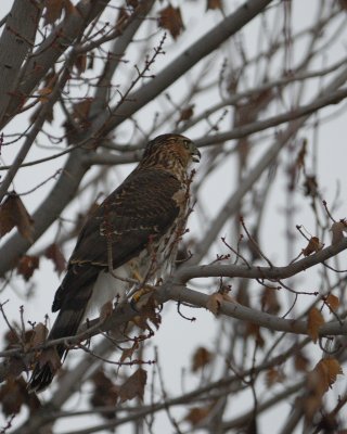 Coopers Hawk