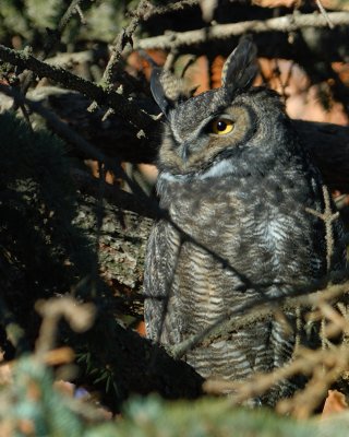Great Horned Owl 2006 Christmas Birdcount