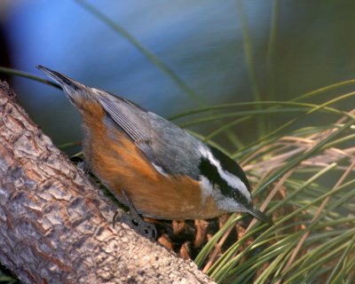 Red-breasted Nuthatch 2006 Christmas Birdcount.jpg