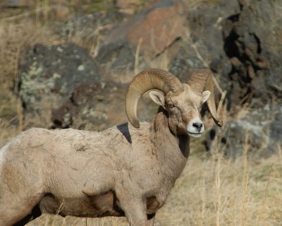 Bighorn Sheep