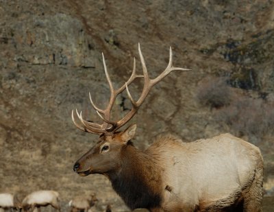 Elk