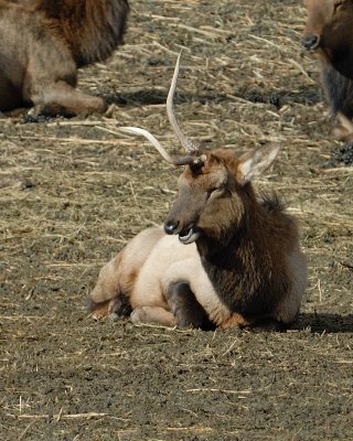 Elk a little deformed