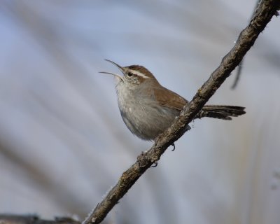 Bewick's Wren