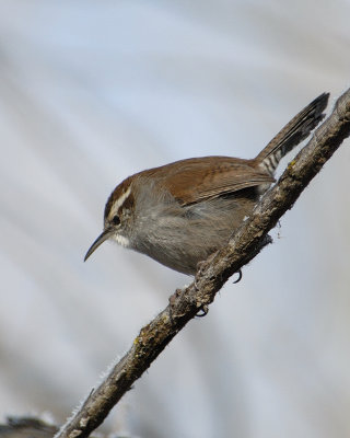 Bewick's Wren