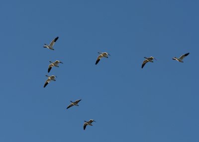 Snow Geese in flight