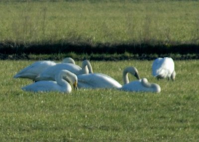 Whooper Swan with Trumpeters