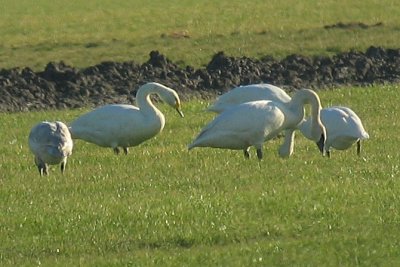 Whooper Swan with Trumpeters