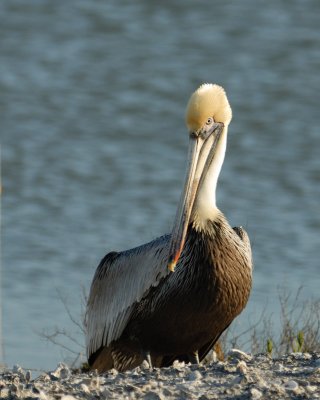 cranes_storks__pelicans