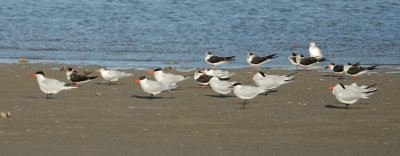 Black Skimmer, Caspian Tern & Royal Tern