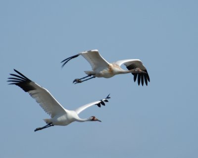Whooping Cranes
