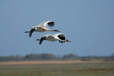 Whooping Cranes