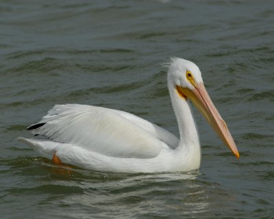 American White Pelican