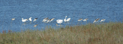 American Avocet, Willet and Snowy Egret