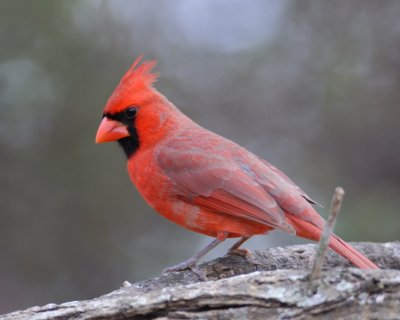 Northern Cardinal